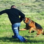 Heyvanın vurduğu zərərə görə məsuliyyət kimə aiddir?